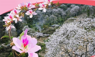 Lễ hội Hoa Ban năm 2026: Điểm hẹn mùa Xuân hấp dẫn